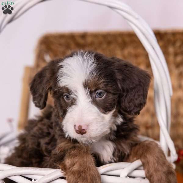 Honey, Mini Bernedoodle Puppy